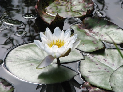 water lily (Nuphar sp) Kenneth Noble
